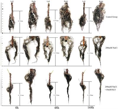 Analysis of the main antioxidant enzymes in the roots of Tamarix ramosissima under NaCl stress by applying exogenous potassium (K+)